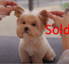 pet business sold
