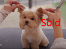 pet business sold