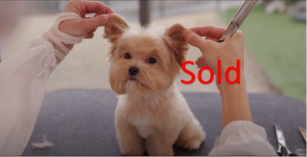 Pet Grooming Salon For Sale #2119 -Ideal For New Business Owners