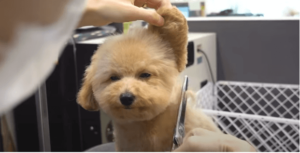 dog grooming business for sale brisbane